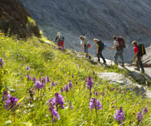 En gruppe vandrere stiger op ad en stenet bjergsti ved siden af et livligt felt med lilla vilde blomster. Solen oplyser den græsklædte skråning, og en stenet klippe rejser sig i baggrunden, hvilket tyder på en klar og behagelig dag i naturen.
