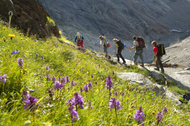En gruppe vandrere stiger op ad en stenet bjergsti ved siden af et livligt felt med lilla vilde blomster. Solen oplyser den græsklædte skråning, og en stenet klippe rejser sig i baggrunden, hvilket tyder på en klar og behagelig dag i naturen.